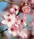 Very small low-resolution photograph of pink blossoms before enlargement